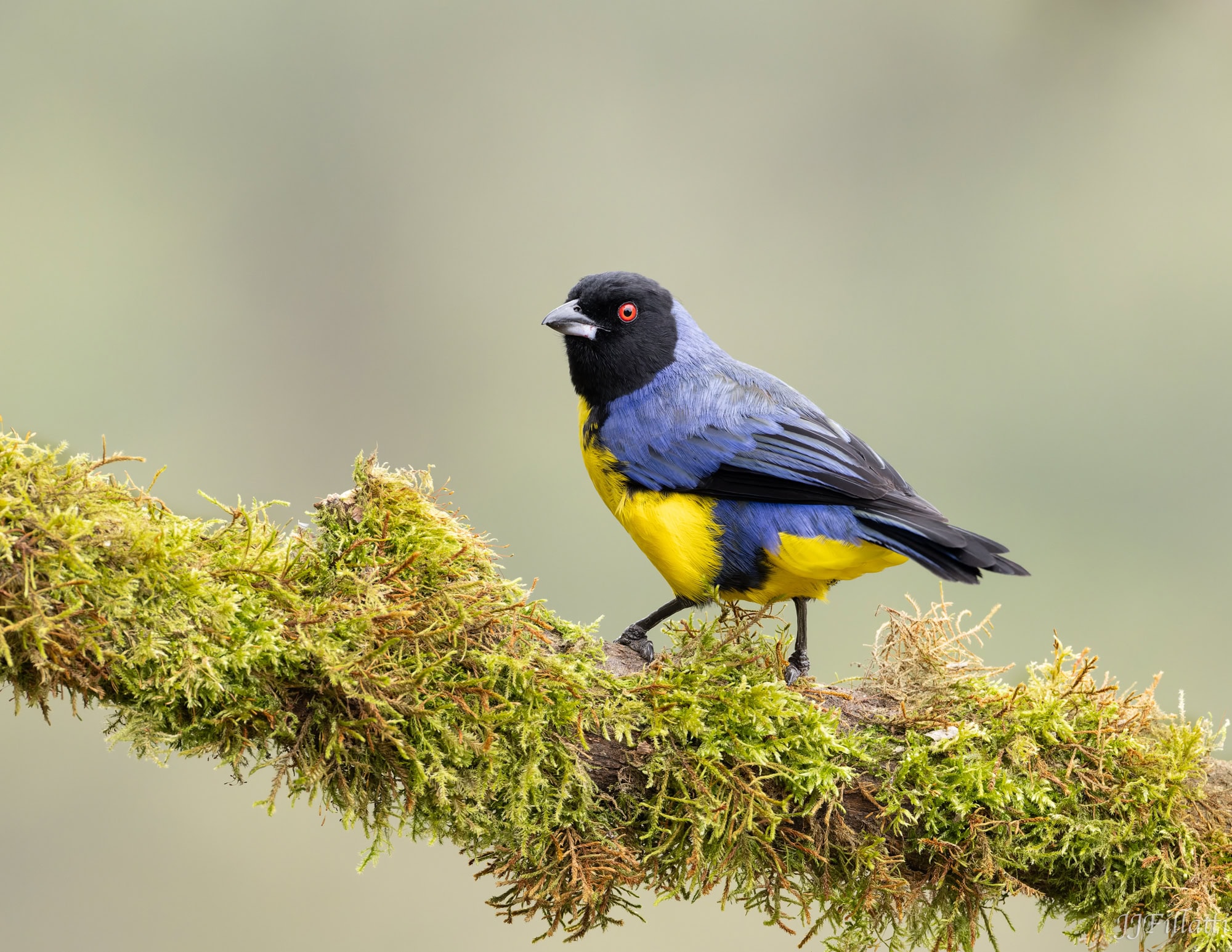 bird of colombia image 15